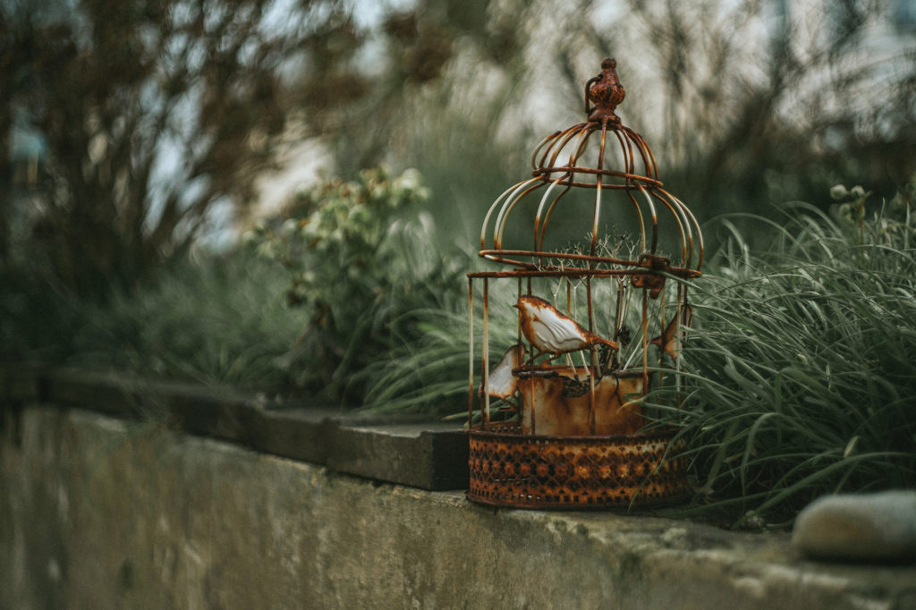 Oiseau en cage