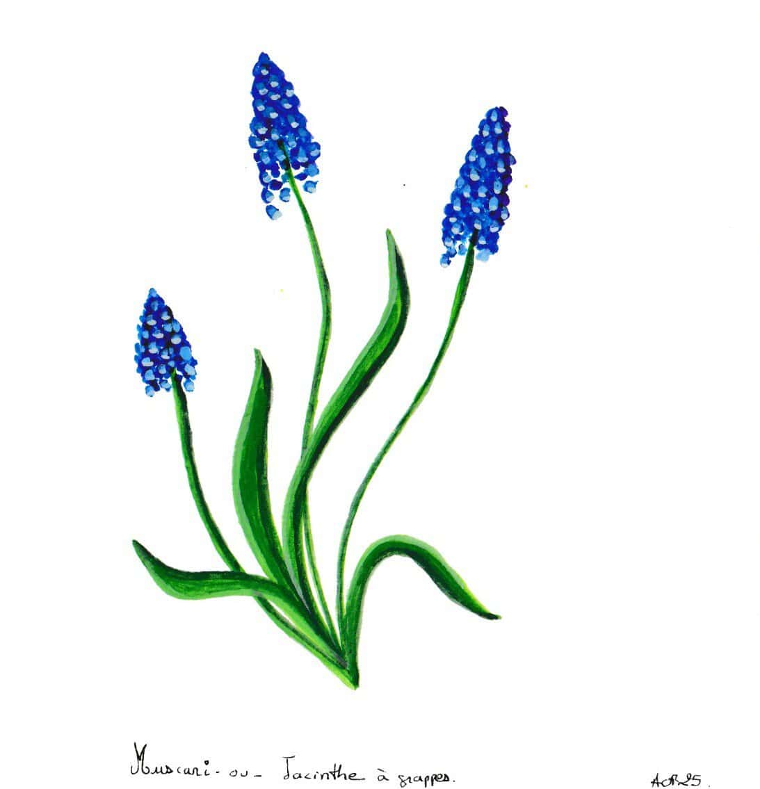 Végétaux